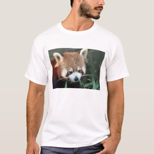 Red Panda, Taronga Zoo, Sydney, Australien T-Shirt (Vorderseite)