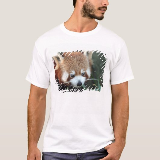 Red Panda, Taronga Zoo, Sydney, Australien T-Shirt (Vorderseite)