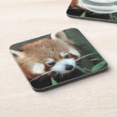 Red Panda, Taronga Zoo, Sydney, Australien Untersetzer (Linke Seite)
