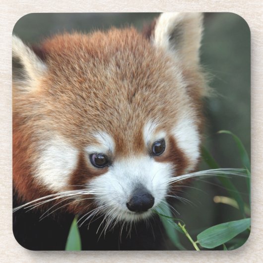 Red Panda, Taronga Zoo, Sydney, Australien Untersetzer (Vorderseite)