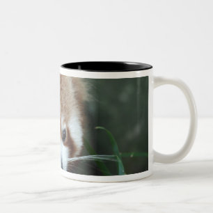 Red Panda, Taronga Zoo, Sydney, Australien Zweifarbige Tasse