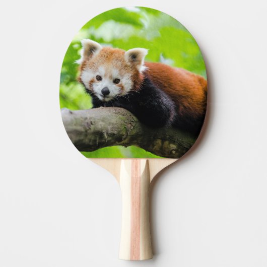 Red Panda Tischtennis Schläger (Vorderseite)