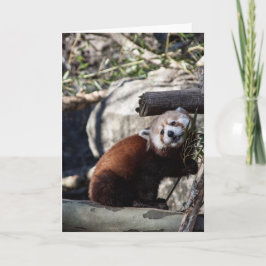 Red Panda und Bamboo Karte