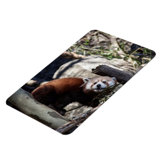 Red Panda und Bamboo Magnet (Linke Seite)