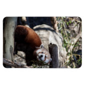 Red Panda und Bamboo Magnet (Horizontal)