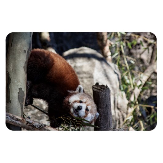 Red Panda und Bamboo Magnet (Horizontal)