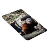 Red Panda und Bamboo Magnet (Rechte Seite)