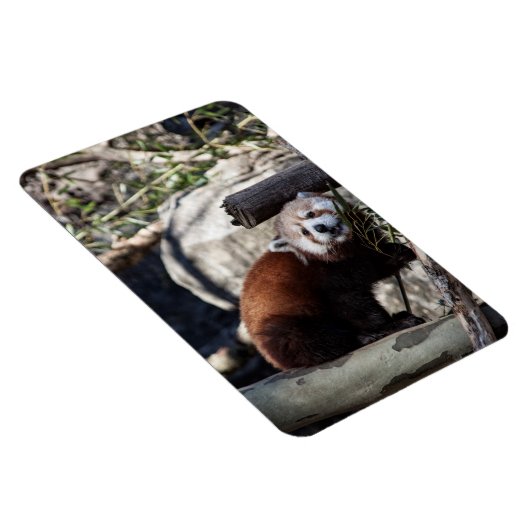 Red Panda und Bamboo Magnet (Rechte Seite)