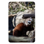 Red Panda und Bamboo Magnet (Vertikal)
