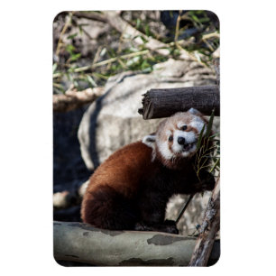 Red Panda und Bamboo Magnet