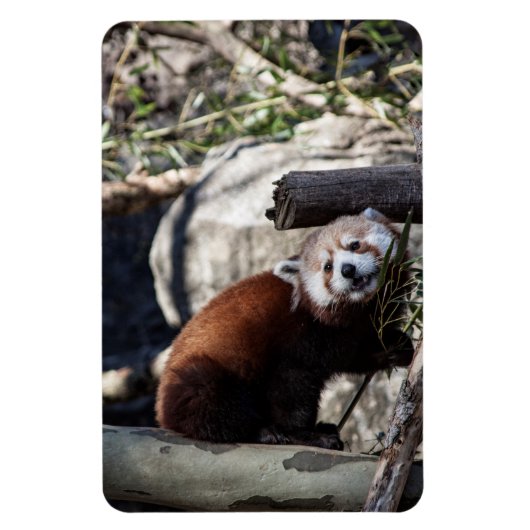 Red Panda und Bamboo Magnet (Vertikal)
