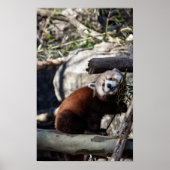 Red Panda und Bamboo Poster (Vorne)