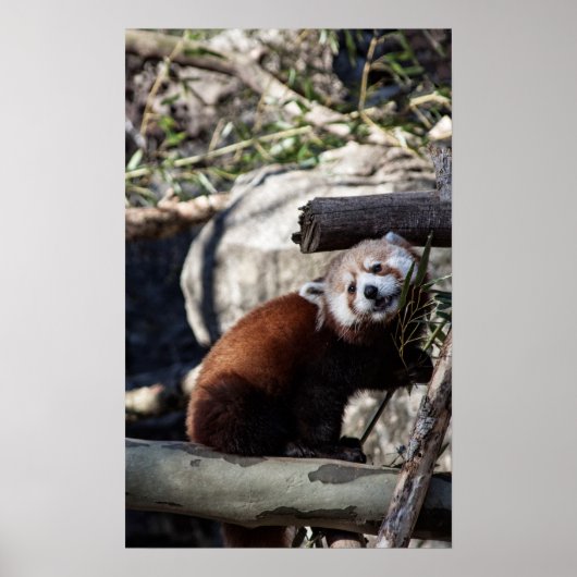 Red Panda und Bamboo Poster (Vorne)