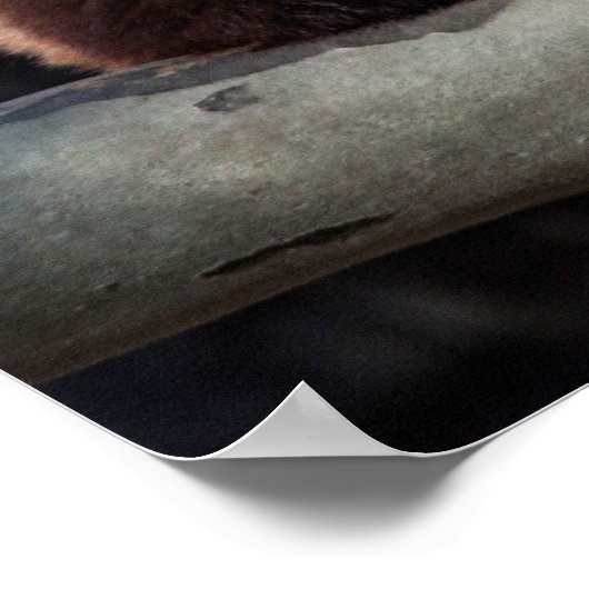 Red Panda und Bamboo Poster (Ecke)