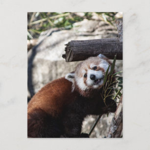 Red Panda und Bamboo Postkarte