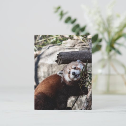 Red Panda und Bamboo Postkarte (Stehend Vorderseite)