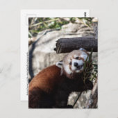 Red Panda und Bamboo Postkarte (Vorne/Hinten)