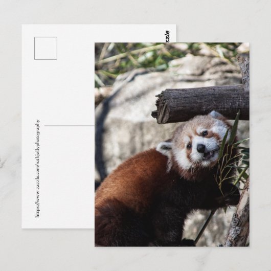 Red Panda und Bamboo Postkarte (Vorne/Hinten)