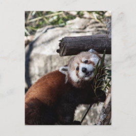 Red Panda und Bamboo Postkarte