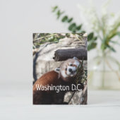Red Panda und Bamboo, Washington D.C. Postkarte (Stehend Vorderseite)