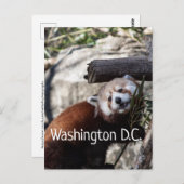 Red Panda und Bamboo, Washington D.C. Postkarte (Vorne/Hinten)
