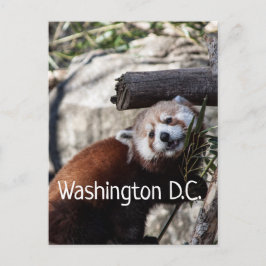 Red Panda und Bamboo, Washington D.C. Postkarte