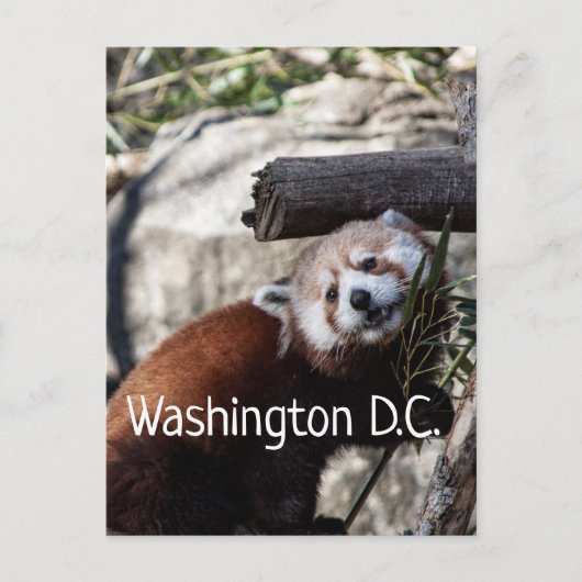 Red Panda und Bamboo, Washington D.C. Postkarte (Vorderseite)