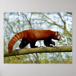 Red panda walking on branch poster