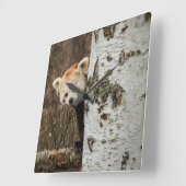 Red Panda Wall Clock Quadratische Wanduhr (Winkel)