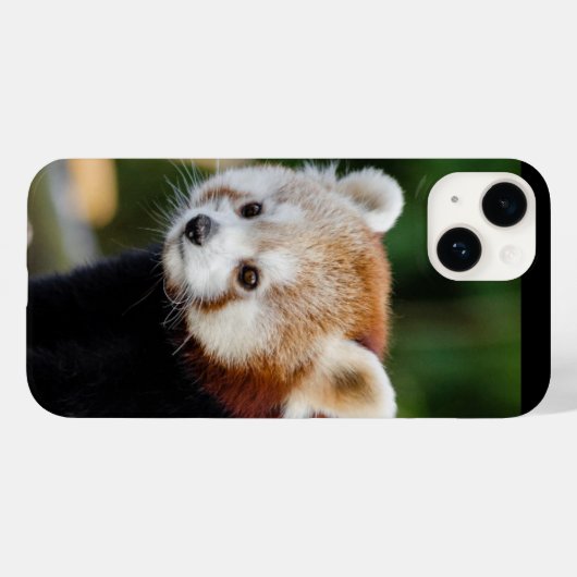 Red Panda Wild Animal Case-Mate iPhone Hülle (Rückseite (Horizontal))