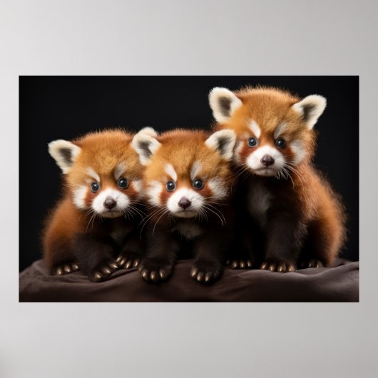 Red Panda Wild Animal Portrait Nature Beauty Poster (Vorne)