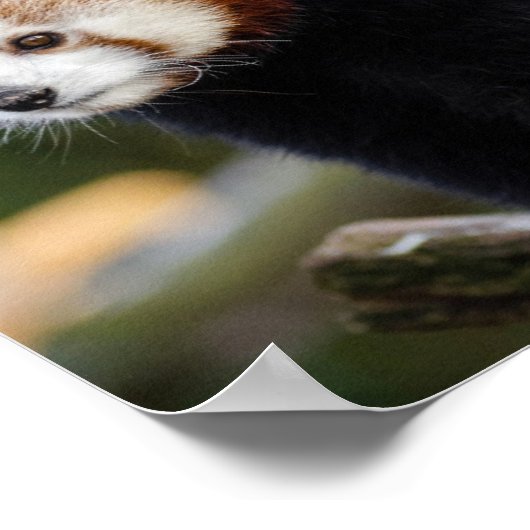 Red Panda Wildlife Poster (Ecke)