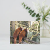 Red Pandas Postcard Postkarte (Stehend Vorderseite)