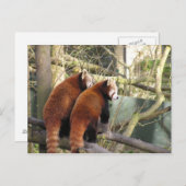 Red Pandas Postcard Postkarte (Vorne/Hinten)