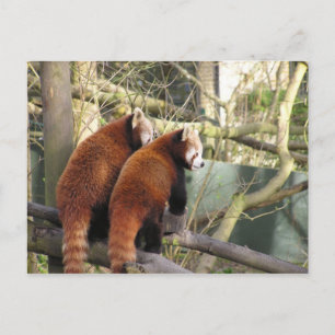 Red Pandas Postcard Postkarte