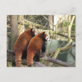 Red Pandas Postcard Postkarte (Vorderseite)