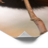 RED PANDAS POSTER (Ecke)