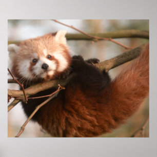 RED PANDAS POSTER