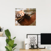 RED PANDAS POSTER (Heimbüro)