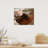 RED PANDAS POSTER (Küche)