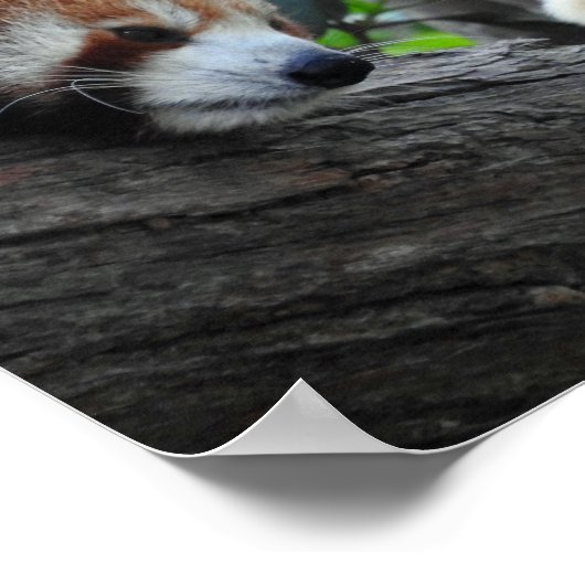 Red Pandas Poster (Ecke)