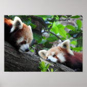 Red Pandas Poster (Vorne)