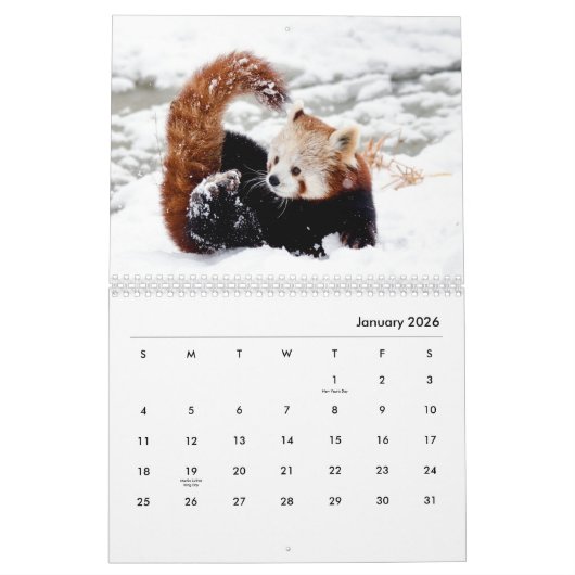 Red Pandas Wall Calendar Kalender (Jan 2026)