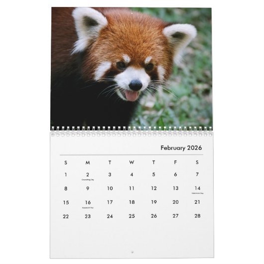 Red Pandas Wall Calendar Kalender (Feb 2026)