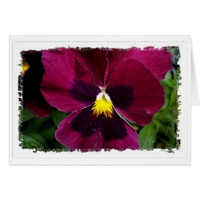 Red Pansie (Vorderseite (Horizontal))