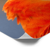 Red Parrot Bird Wildlife Poster (Ecke)