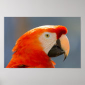 Red Parrot Bird Wildlife Poster (Vorne)