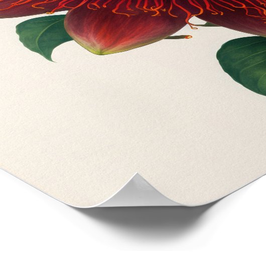 Red Passion Blume Art Print Poster (Ecke)