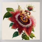 Red Passion Blume Art Print Poster (Vorne)