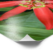 Red Passion Blume Fotodruck (Ecke)